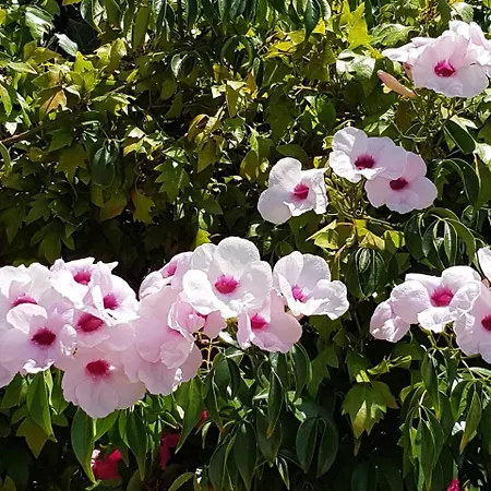 Magnolia * Almada