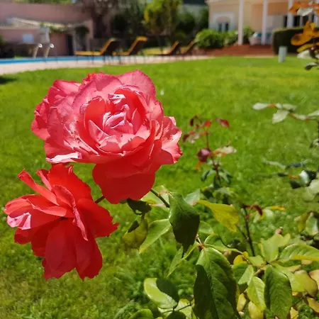Magnolia Almada